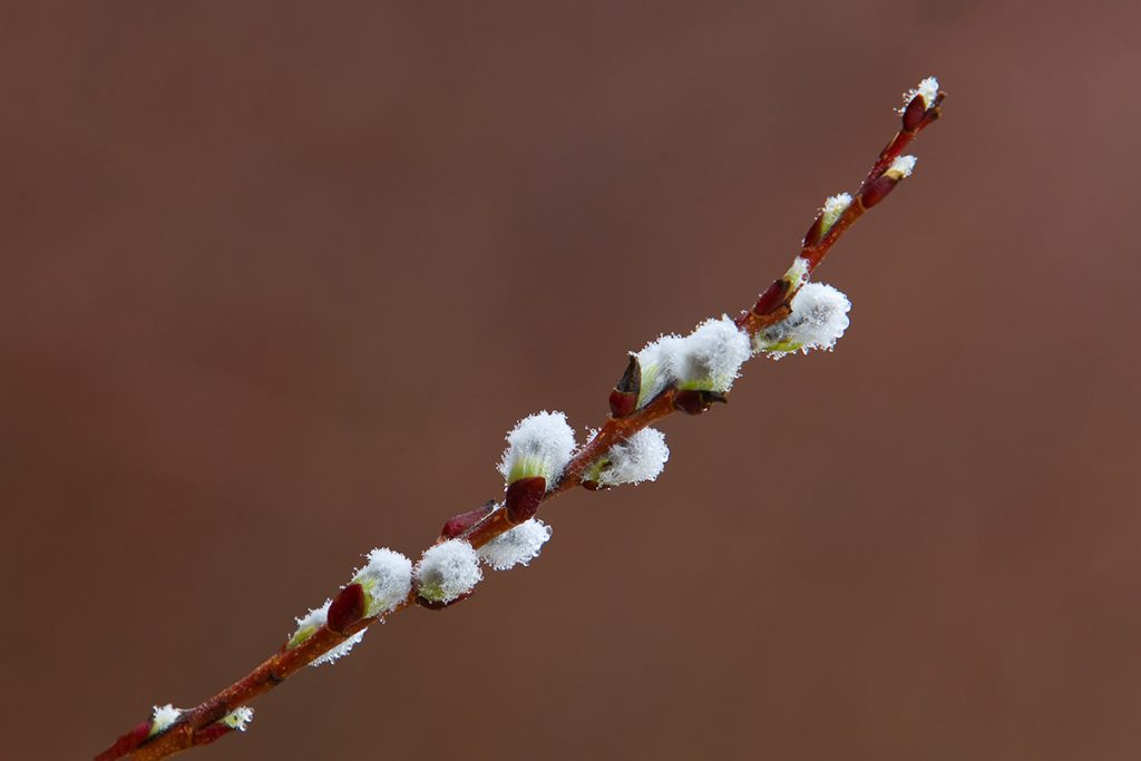close up of a willow twig with pussy willow blossoms
